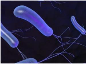  克拉霉素是否应该继续用作根除幽门螺杆菌的一线抗生素？