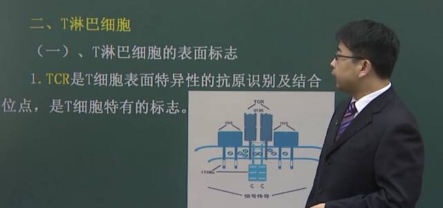 医学免疫学：T淋巴细胞