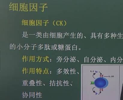 医学免疫学：细胞因子