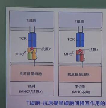 医学免疫学：免疫应答（二）