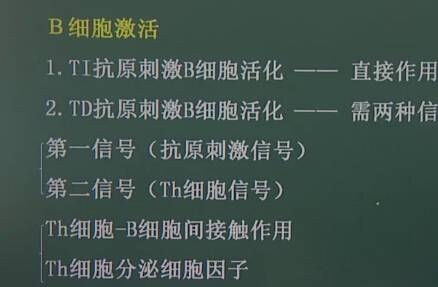 医学免疫学：B细胞激活