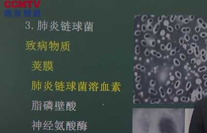 医学微生物学：肺炎链球菌属