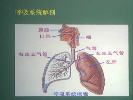 呼吸系统：呼吸系统解剖