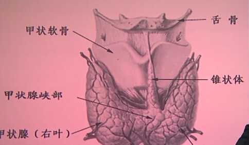 外科：甲状腺疾病（一）