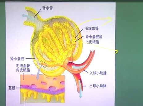 泌尿系统：尿液检查