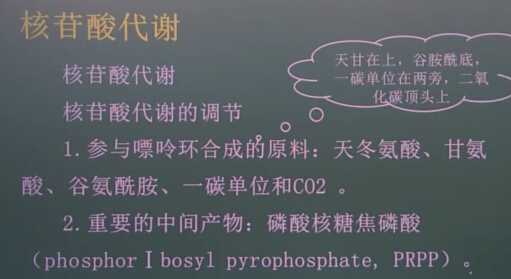 生物化学：核苷酸代谢