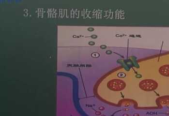 生理学：骨骼肌的收缩功能