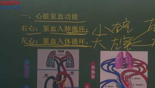 生理学：心脏泵血功能（一）